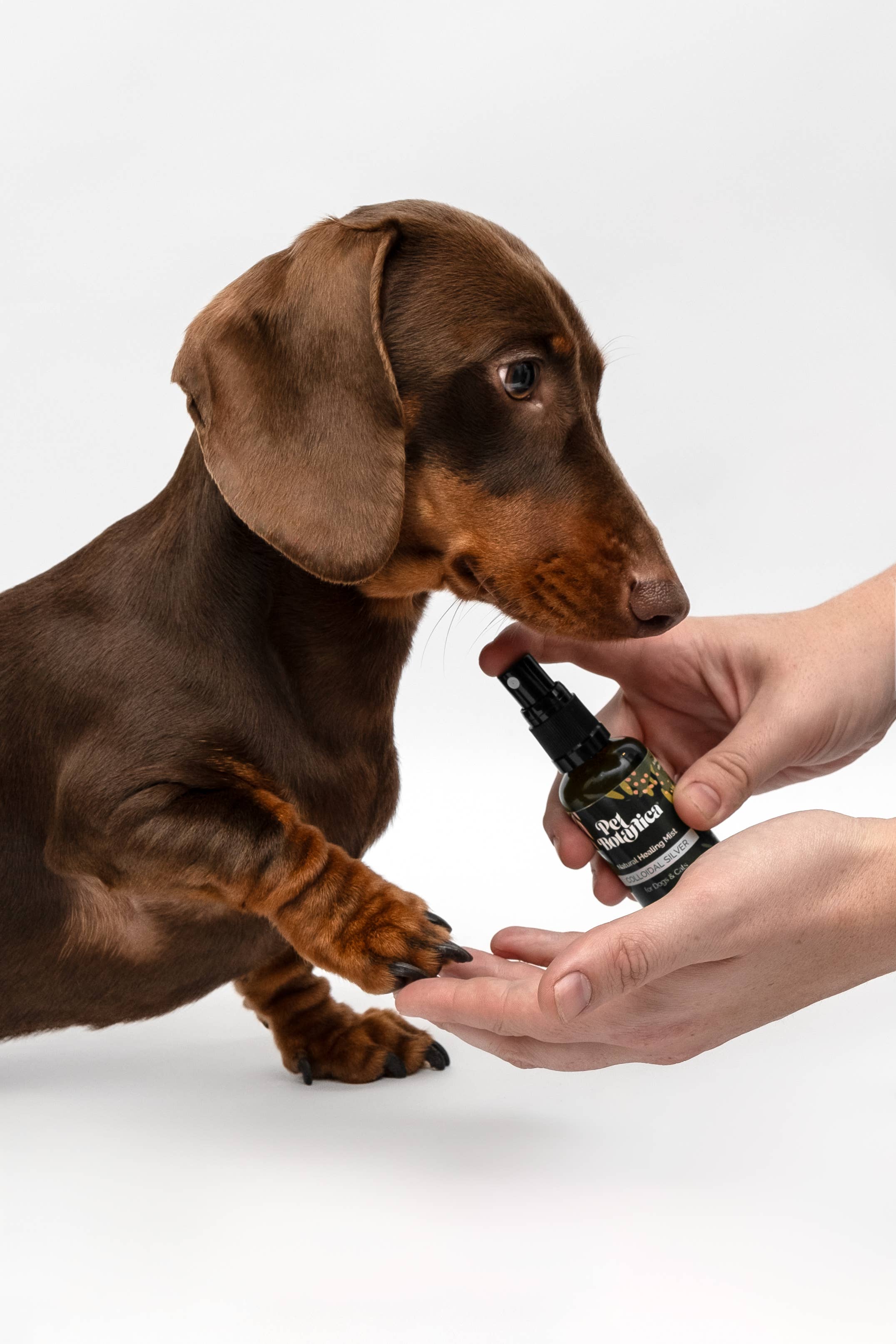 Pet Botanica: Colloidal Silver Healing Mist - Image 3
